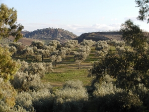 L&#039;azienda agricola